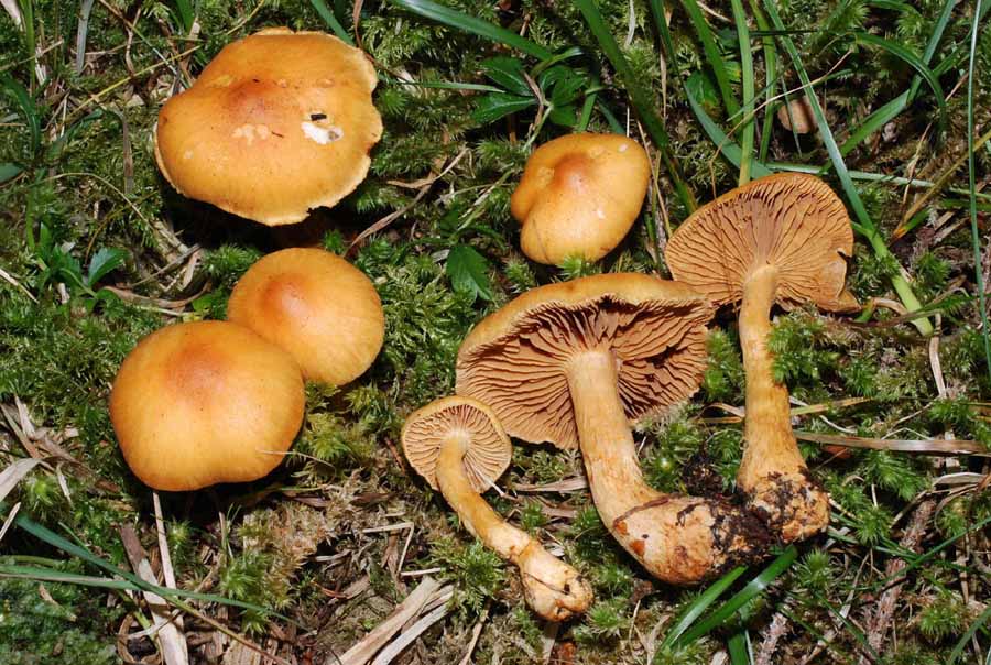 Cortinarius indeterminati